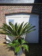 PALMEN, OLIJFBOMEN & ANDERE MEDITERRANE BOMEN & PLANTEN, In pot, Halfschaduw, Ophalen of Verzenden, Minder dan 100 cm