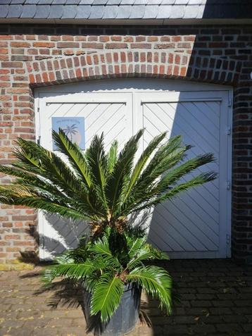 PALMEN, OLIJFBOMEN & ANDERE MEDITERRANE BOMEN & PLANTEN beschikbaar voor biedingen