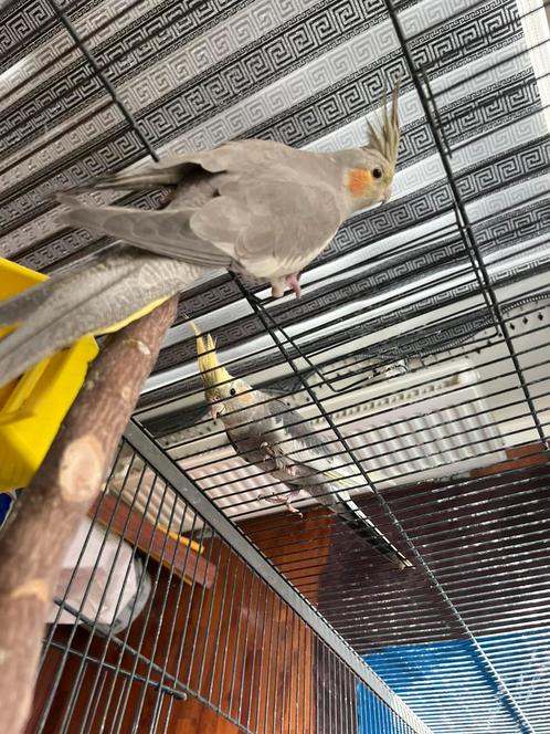 Prachtige Koppel Man & Vrouw Valkparkieten + Kooi, Dieren en Toebehoren, Vogels | Parkieten en Papegaaien