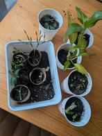 Random stekjes, Huis en Inrichting, Kamerplanten, Ophalen, Minder dan 100 cm