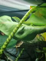 Terrarium met reptielen, Dieren en Toebehoren, 0 tot 2 jaar