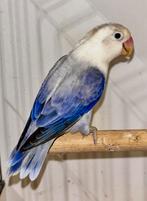 Mooie Jonge Agapornis Fischeri Violet Eeuwig, Meerdere dieren, Dwergpapegaai of Agapornis, Tam