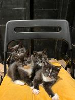 4 zwart-wit kittens beschikbaar, Dieren en Toebehoren, Meerdere dieren