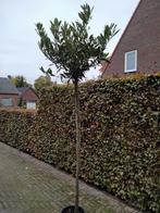 Portugese laurier, Overige soorten, Lente, 100 tot 250 cm, Ophalen