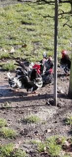 Te koop broedeieren van de Chabo zwart wit gepareld kriel, Dieren en Toebehoren, Geslacht onbekend, Kip