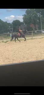 Bijrijd paard gezocht / bijrijder aangeboden, Dieren en Toebehoren, Februari, Vrouwelijk