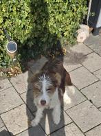 Siberische husky  x labradoodle, Dieren en Toebehoren, 15 weken tot 1 jaar, Teef, Eén hond, Nederland