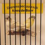 Tsjechisch gele sijzen, Meerdere dieren, Geringd