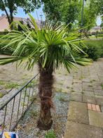 palmboom 150 cm, Volle zon, Ophalen of Verzenden, Palmboom