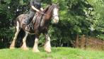 Fantastische karaktervolle tinkermerrie,  1.55m, Dieren en Toebehoren, Pony's, Gechipt, 11 jaar of ouder, Recreatiepony, Merrie