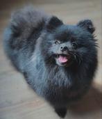 Zwarte pomeriaan te koop., Dieren en Toebehoren, 15 weken tot 1 jaar, Reu, Eén hond, Nederland