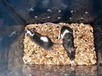 (Koppel of los) kleurmuizen, Dieren en Toebehoren, Mei, Meerdere dieren, Muis
