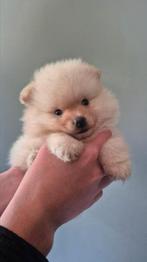 Dwergkees pup, Dieren en Toebehoren, Honden | Poolhonden, Keeshonden en Oertypen, Keeshond, Reu, 8 tot 15 weken, CDV (hondenziekte)