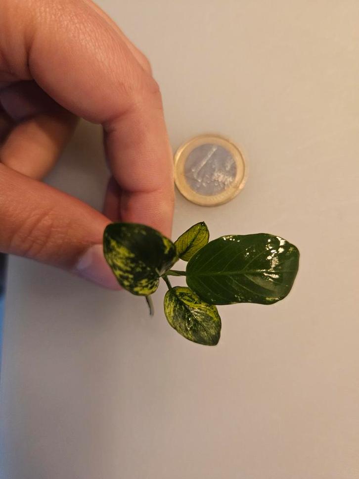 Anubias verschillende soorten - ook verzenden, Dieren en Toebehoren, Vissen | Aquaria en Toebehoren, Nieuw, Plant(en), Steen of Hout