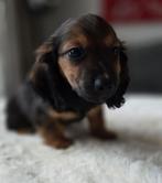 Te koop mooie langharige dwergteckel pups (tekkel), Dieren en Toebehoren, Honden | Teckels en Dashonden, CDV (hondenziekte), 8 tot 15 weken