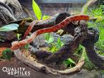 Rode rattenslang missing black met of zonder terrarium, Dieren en Toebehoren, Slang, Met terrarium, 0 tot 2 jaar