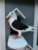 Oud Hollandse meeuw (jong), Dieren en Toebehoren, Vogels | Duiven, Geslacht onbekend, Overige soorten