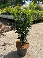 Euonymus japonicus ‘Green Spire’ (Kardinaalsmuts), Ophalen, Minder dan 100 cm