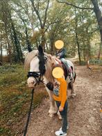 Super lieve tinker merrie, Dieren en Toebehoren, Paarden, Minder dan 160 cm, Zadelmak, 11 jaar of ouder, Recreatiepaard
