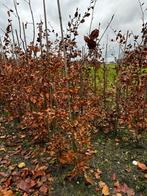 Beuken, Ophalen, Bloeit niet, Halfschaduw, Overige soorten