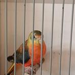 Prachtige.turquoisine parkiet, Dieren en Toebehoren, Vogels | Parkieten en Papegaaien, Vrouwelijk, Parkiet