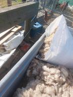 Racka en ouesant  wol, Dieren en Toebehoren, Meerdere dieren, Schaap