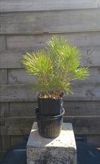 Pinus Thunbergii zaailingen voor bonsai, Volle zon, Bloeit niet, Minder dan 100 cm, Overige soorten