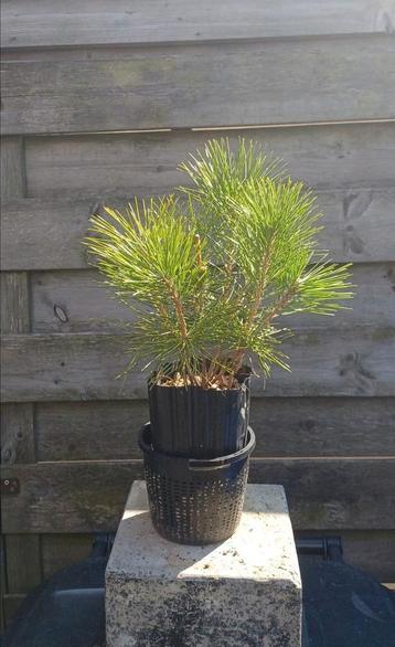 Pinus Thunbergii zaailingen voor bonsai  beschikbaar voor biedingen