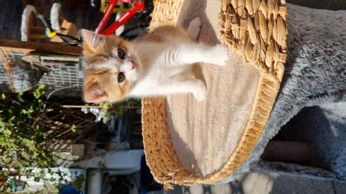 Britse korthaar kittens, Dieren en Toebehoren, Katten en Kittens | Overige Katten, Poes