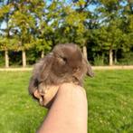 De liefste jonge konijntjes! Dwerg Hangoor NHD, Dieren en Toebehoren, Konijnen, Meerdere dieren, Dwerg, Hangoor, 0 tot 2 jaar