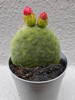 Opuntia Inamoena p7, Huis en Inrichting, Kamerplanten, Ophalen of Verzenden