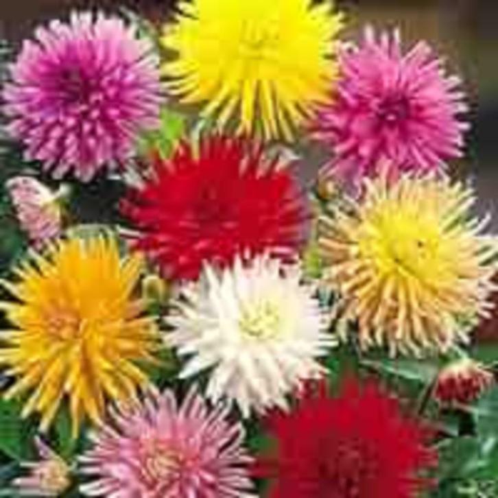 Dahlia cactus hybridemix zaden, Tuin en Terras, Bloembollen en Zaden, Zaad, Voorjaar, Volle zon, Verzenden