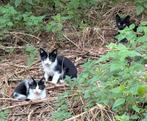 Echte boerderij kat met 3 jongen gratis op te halen, Dieren en Toebehoren, Katten en Kittens | Dekkaters