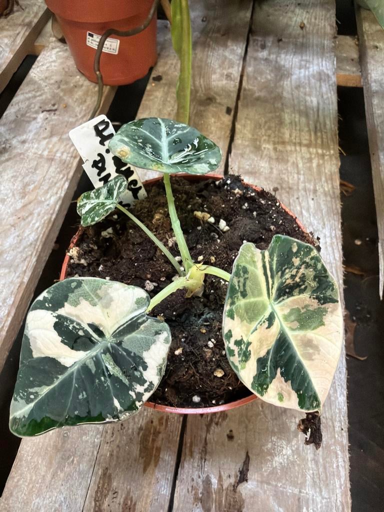 Alocasia Black Velvet Pink - Zeldzame kamerplant, Huis en Inrichting, Kamerplanten, Overige soorten, In pot, Minder dan 100 cm