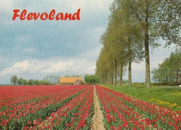 FLEVOLAND Tulpen  beschikbaar voor biedingen