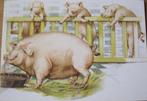 Gelukkige varkens - lucky pigs - nieuw, Verzenden, 1980 tot heden, Ongelopen, Overige soorten