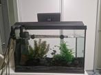 Aquarium moet snel weg, Dieren en Toebehoren, Vissen | Aquaria en Toebehoren, Ophalen, Gebruikt, Gevuld zoetwateraquarium
