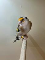 Majur Putter pop, Dieren en Toebehoren, Vrouwelijk, Wildzangvogel