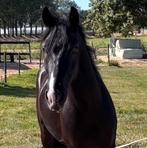 Opzoek naar je droompaard bekijk deze 2 ponys 😍, Dieren en Toebehoren, Paarden, Minder dan 160 cm, Zadelmak, 11 jaar of ouder