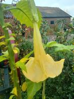 Gele brugmansia, Tuin en Terras, Planten | Tuinplanten, Ophalen, Overige soorten, Volle zon