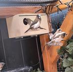 Japanse meeuwen jong, Dieren en Toebehoren, Vogels | Overige Vogels, Meerdere dieren, Tropenvogel