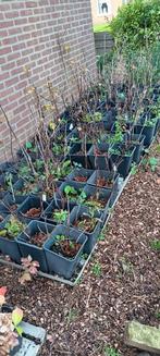 Rode bessen struiken tets van jonkheer, Tuin en Terras, Volle zon, Vaste plant, Ophalen of Verzenden, Fruitplanten