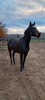 Te Koop: Prachtige 3,5 jarige merrie, Dieren en Toebehoren, Paarden, Merrie, Gechipt, Dressuurpaard, 3 tot 6 jaar