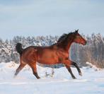 Prachtige Hannoveraan (spring) zoekt ervaren ruiter, Merrie, Springpaard, Gechipt, M