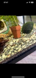 Jonge rode garnaaltjes neocaridina, Dieren en Toebehoren, Vissen | Aquariumvissen, Kreeft, Krab of Garnaal