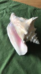 Roze vleugelhoorn schelp, Ophalen of Verzenden
