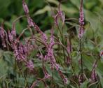 Persicaria Pink Elephant - duizendknoop, Vaste plant, Halfschaduw, Zomer, Ophalen