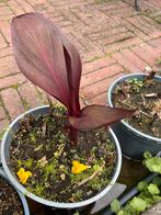 Canna Red Velvet, Ophalen, Zomer, Overige soorten, Volle zon