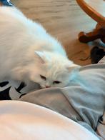 Poes, Poes, Gechipt, 3 tot 5 jaar