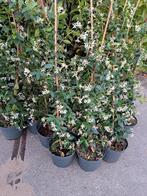 Toscaanse jasmijn, Tuin en Terras, Planten | Struiken en Hagen, Ophalen of Verzenden, Overige soorten, 100 tot 250 cm